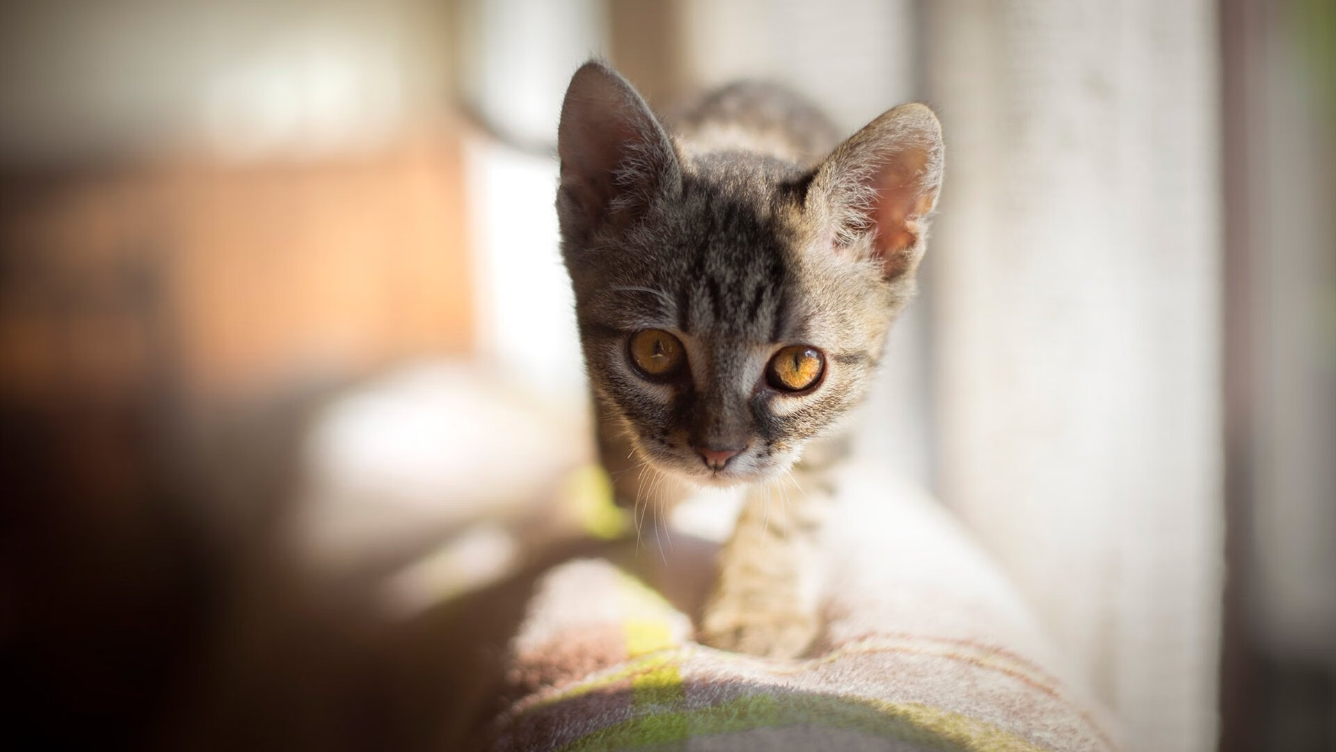 双重舞台上的霸权证明，火箭升空撕裂盐湖城，塔图姆于世界之巅接管未来