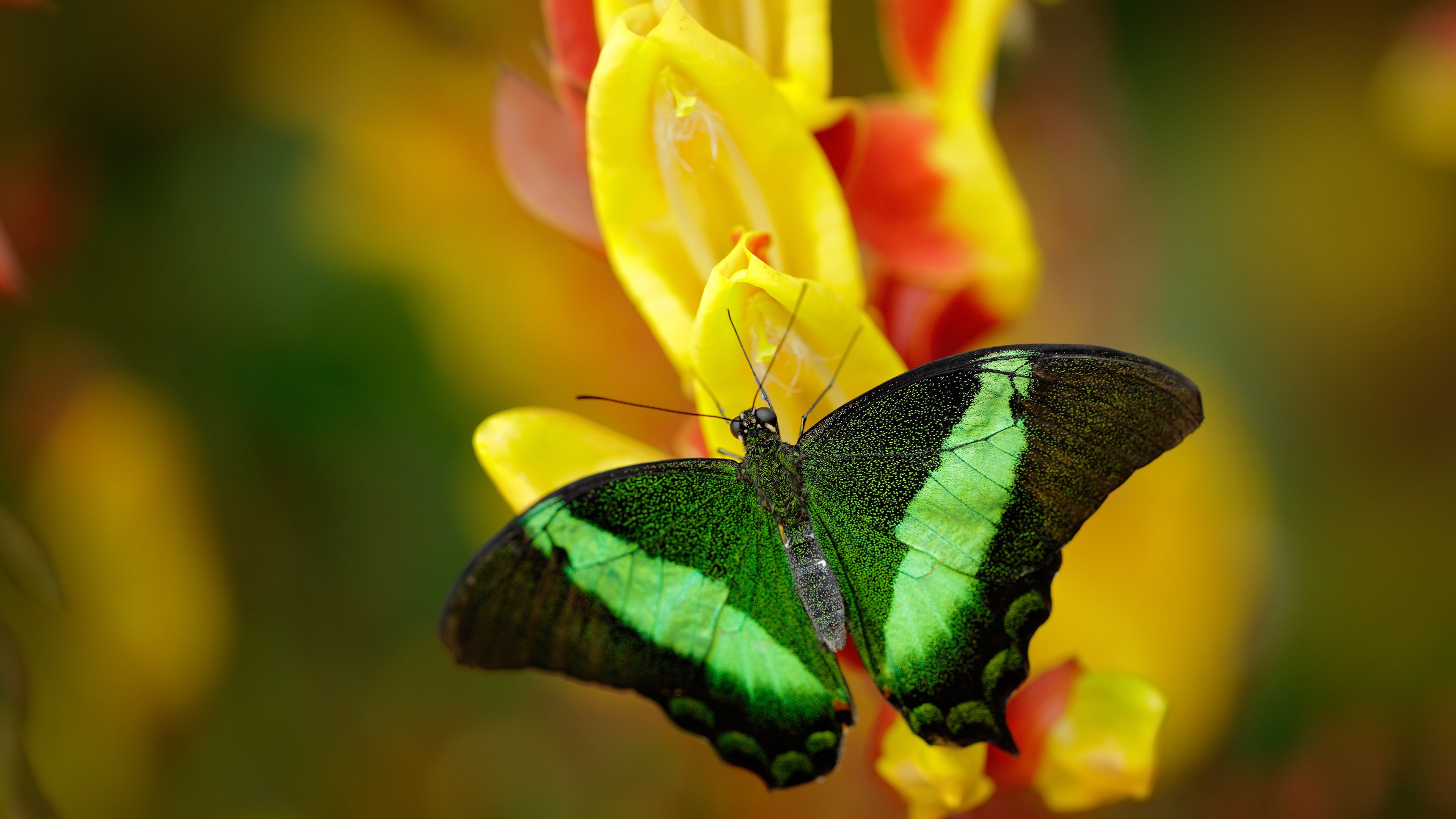 奥利维耶，在年度焦点之战中执棋的人