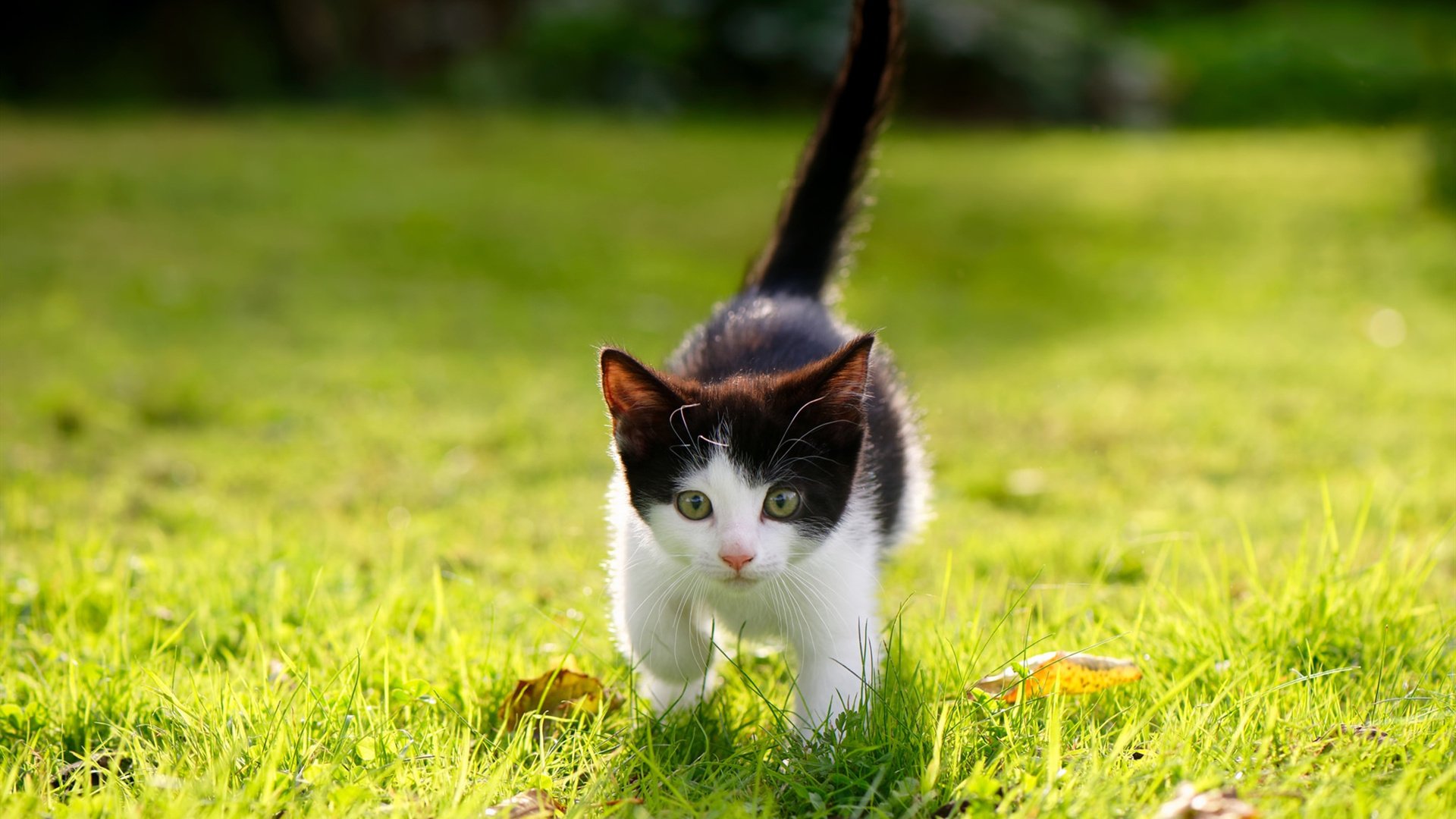 跨越海洋的王者对望，马刺轻取公牛，字母哥德国争冠战展统治力