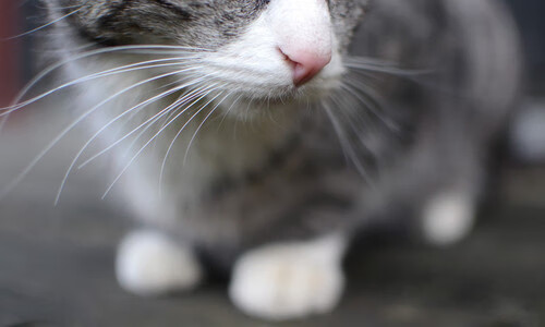 绝杀马刺的戈贝尔，骑士最锋利的矛与最沉默的盾