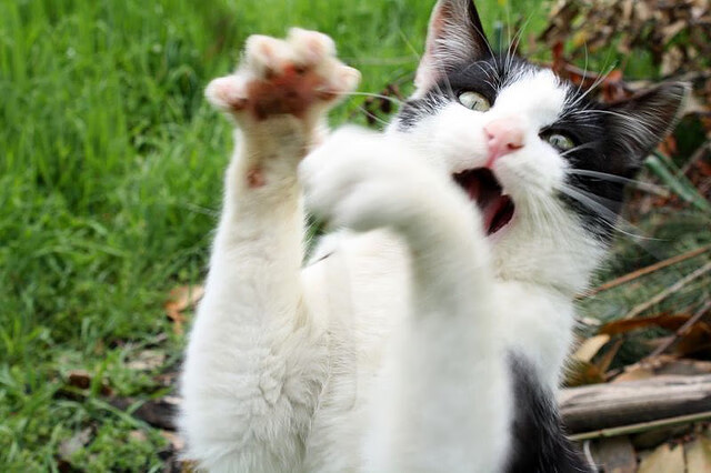 恩佐能否再次点燃战火？克罗地亚战丹麦，这位焦点人物正在等待一个答案