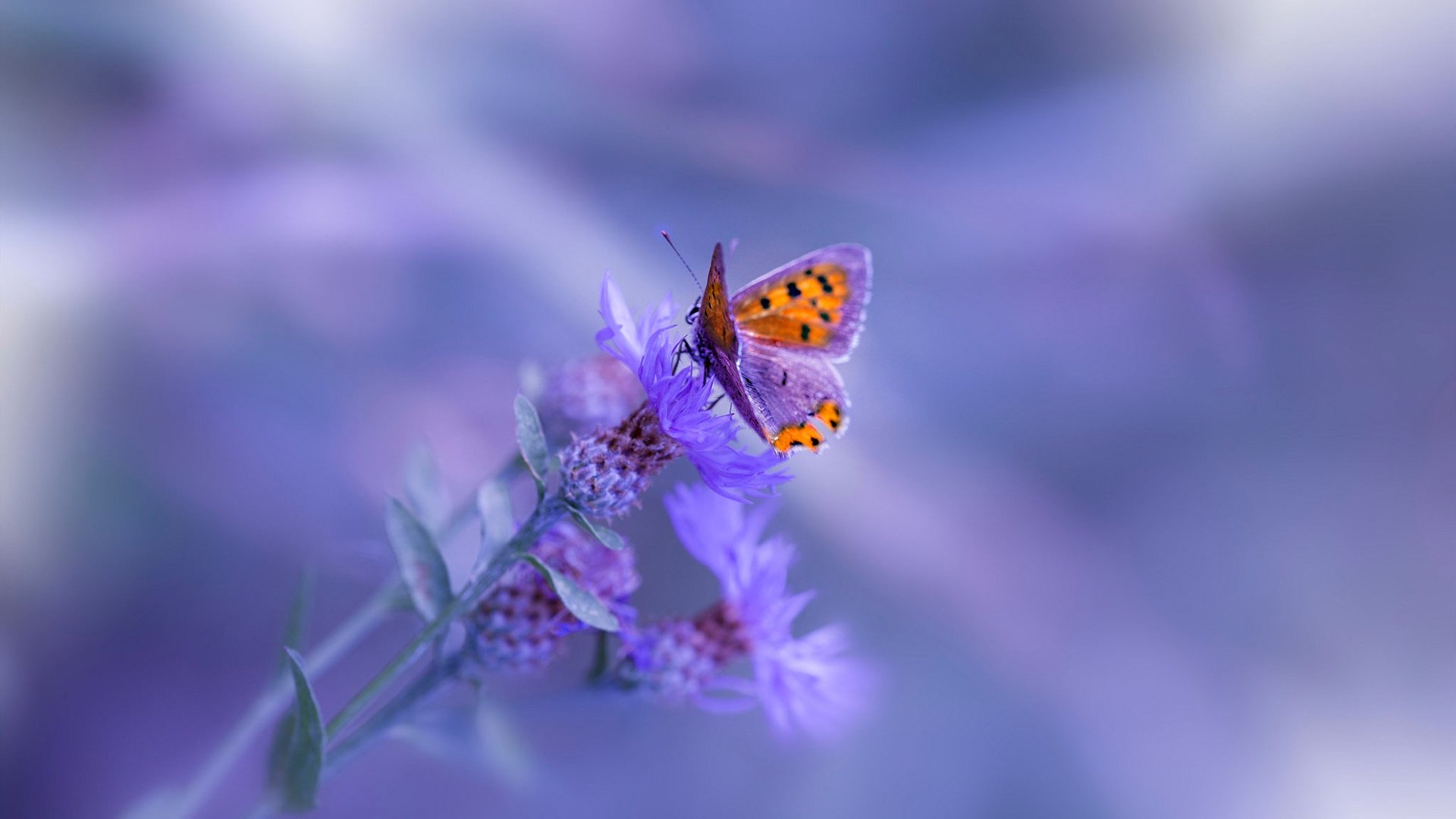 破局！贝蒂斯精密战术完克马赛，巴尔韦德一剑封喉定乾坤