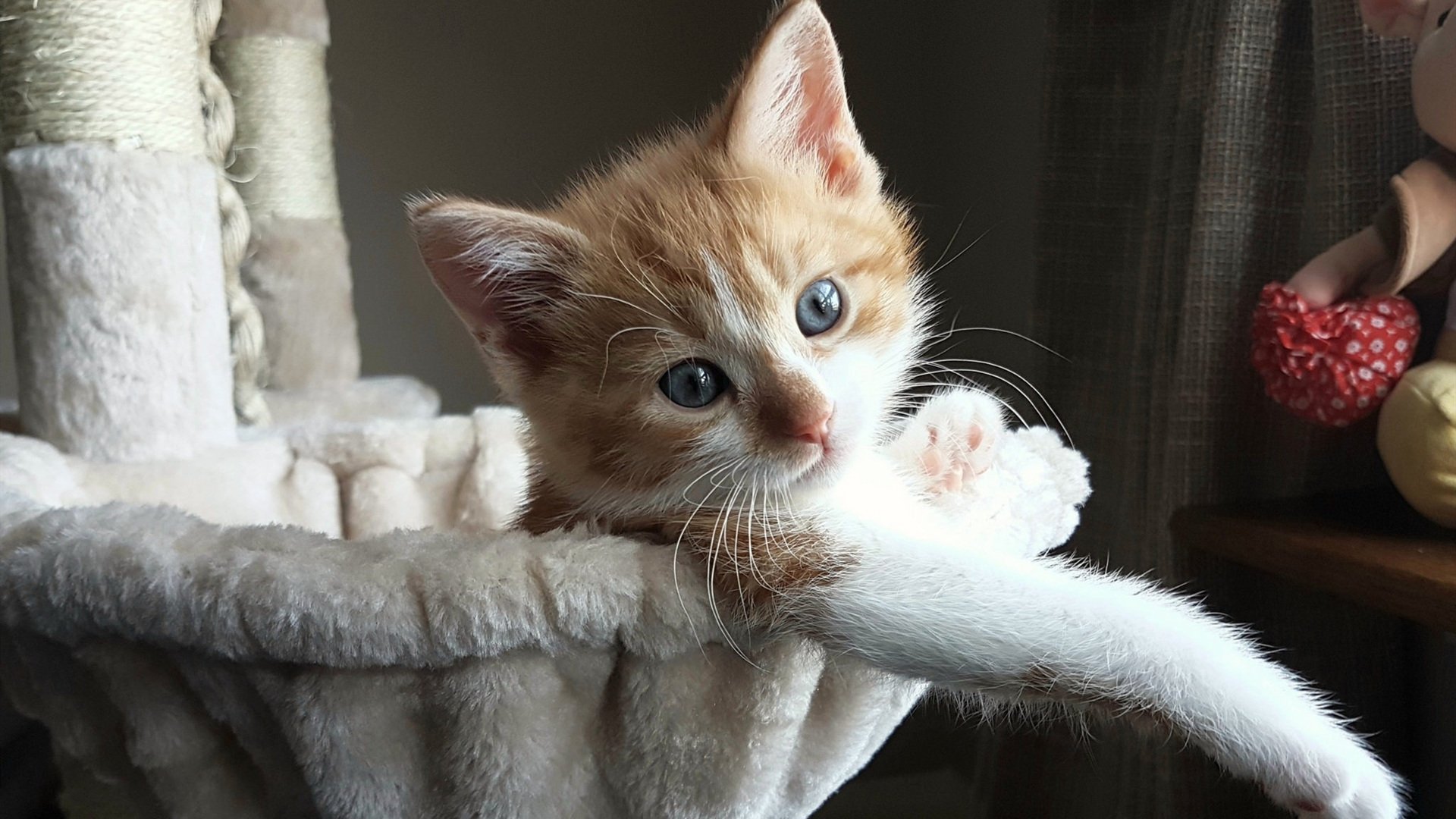 世俱杯奖金-极速与绿茵的交响，F1争冠风云与里昂轻取丹麦的战术共振