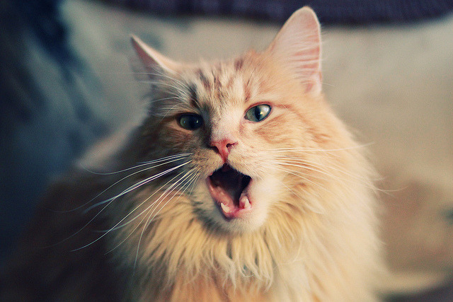 世俱杯赛程-福克斯末节统治攻防撕裂鹈鹕防线，火箭惊险取胜延续季后赛希望