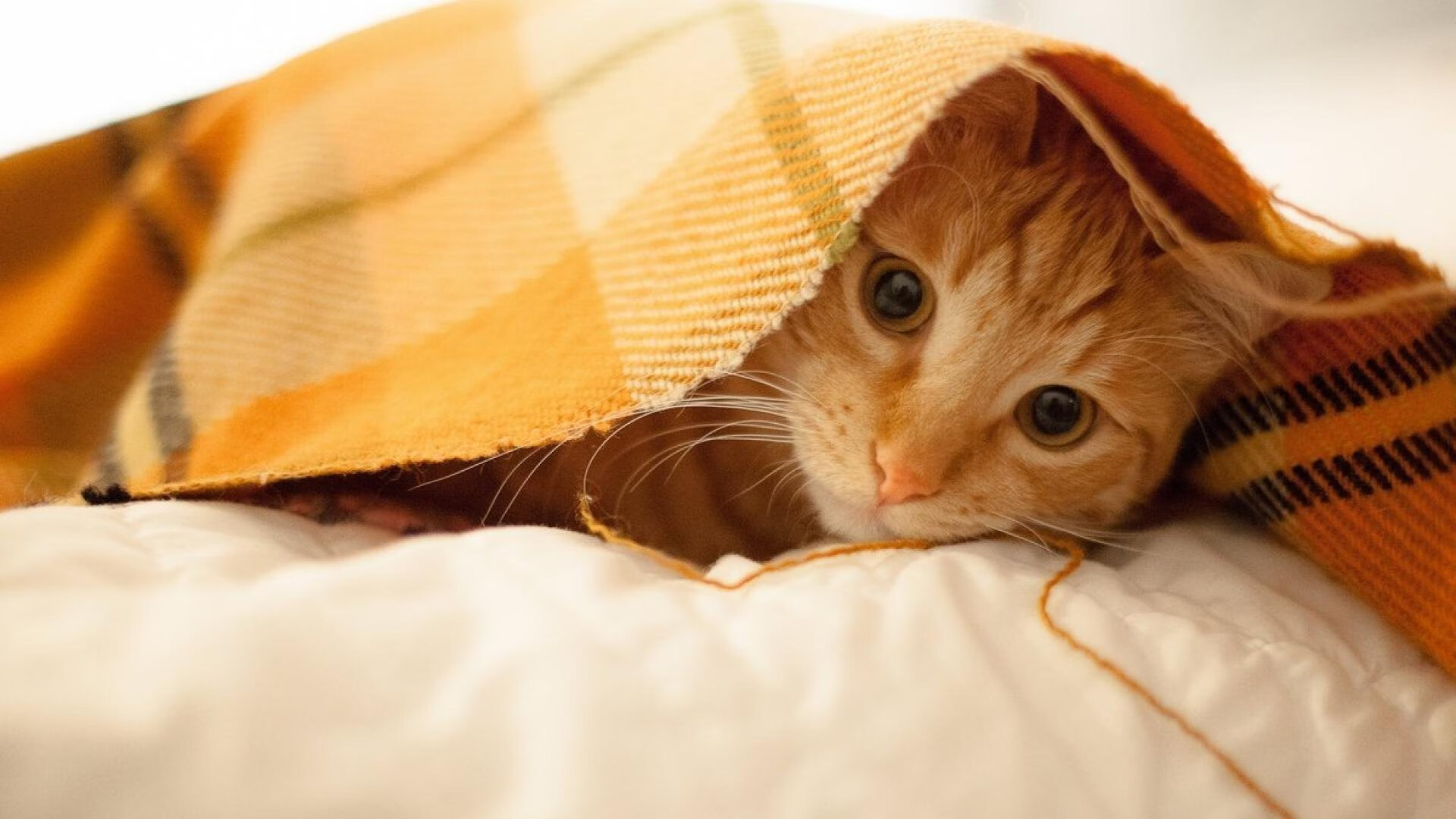 世俱杯2025-暴风眼中的砥柱，西亚卡姆持续绞杀内线，灰熊铁蹄踏碎独行侠晋级之路