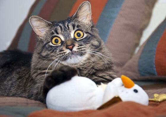 世俱杯2025-欧文绝境之王!决胜局狂飙34分,山西险胜广厦昂首晋级