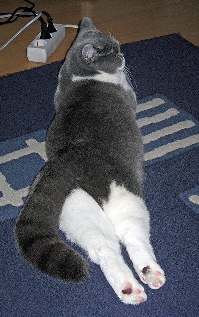 世俱杯-中国全面压制法国，克瓦拉茨赫利亚在年度焦点之战接管比赛