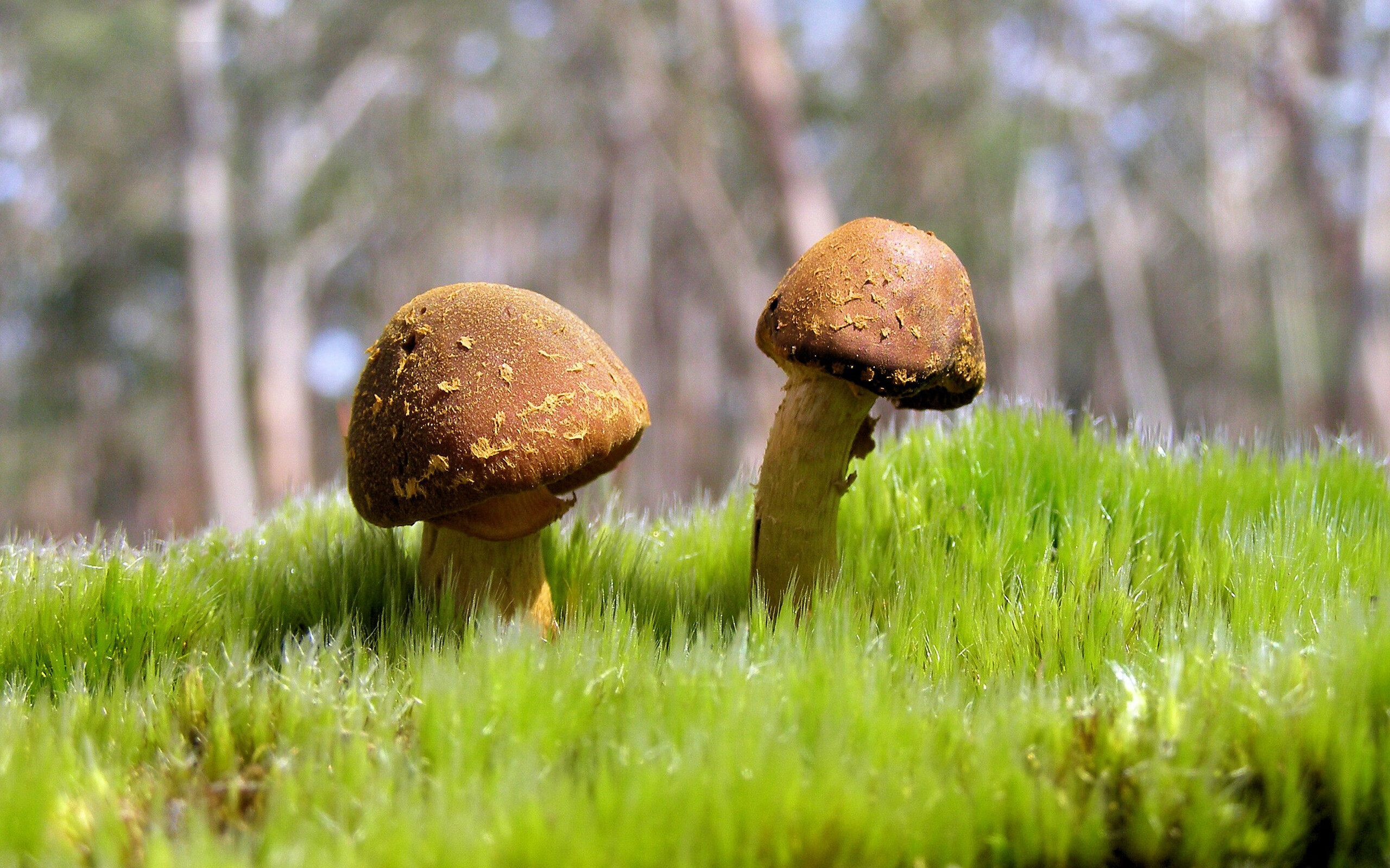 撕裂篮球之夜，当阿圭罗在NBA赛场上演足球神迹