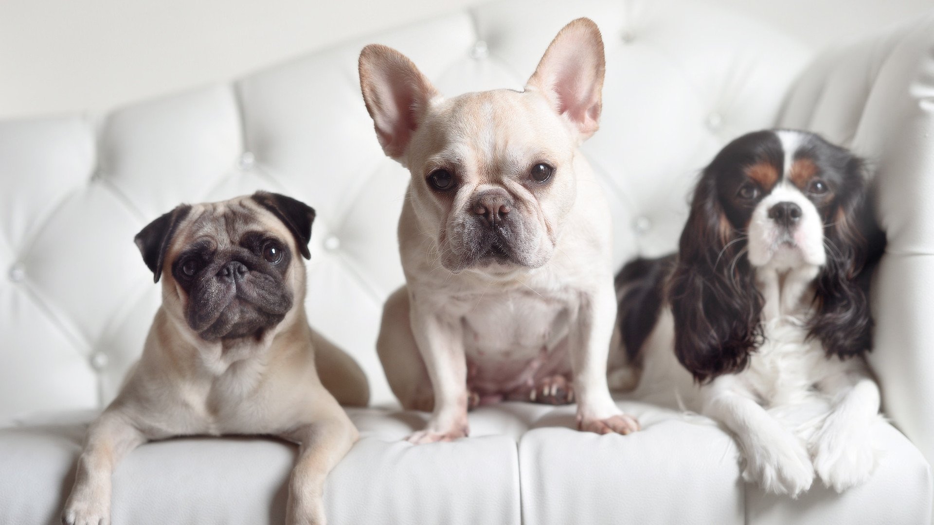 世俱杯2025-双星闪耀夜，76人加时鏖战力克骑士，克莱狂暴演出创生涯纪录