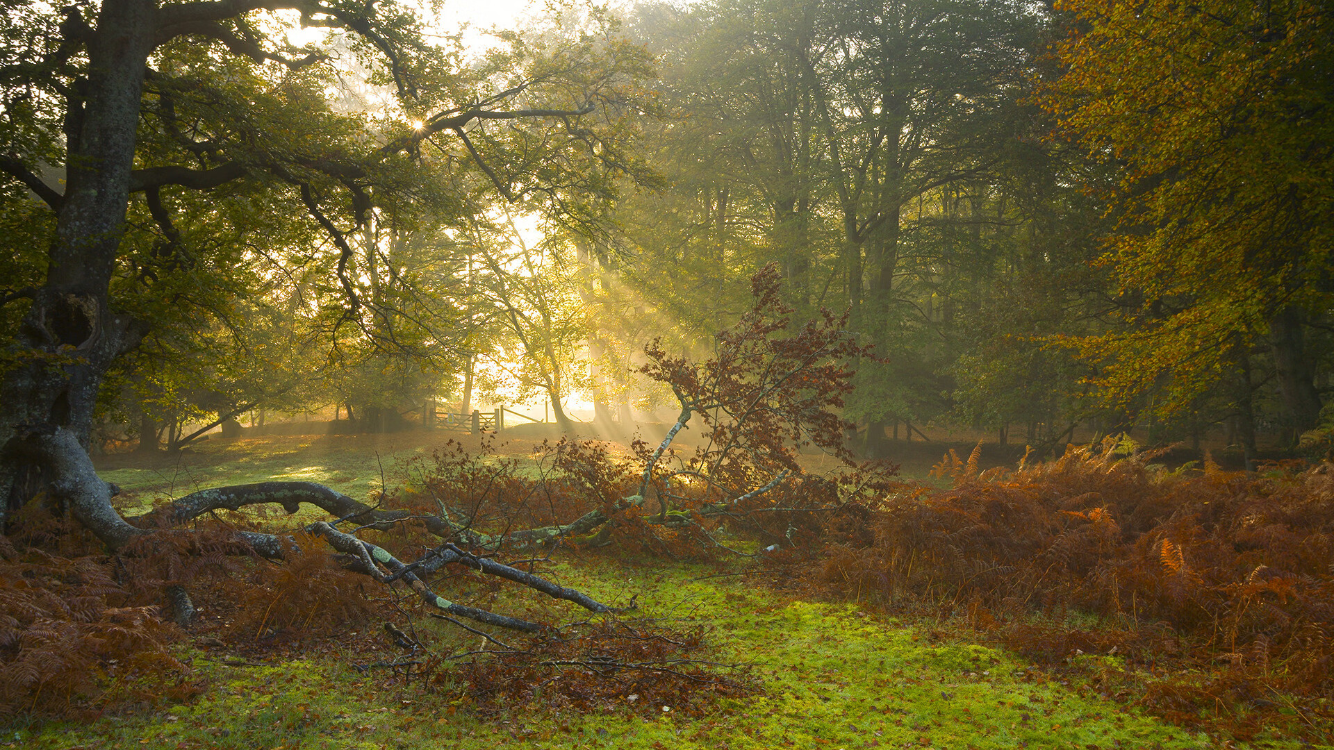 世俱杯-NBA战报，雄鹿早早终结灰熊悬念，伦纳德孤军奋战扛起全队