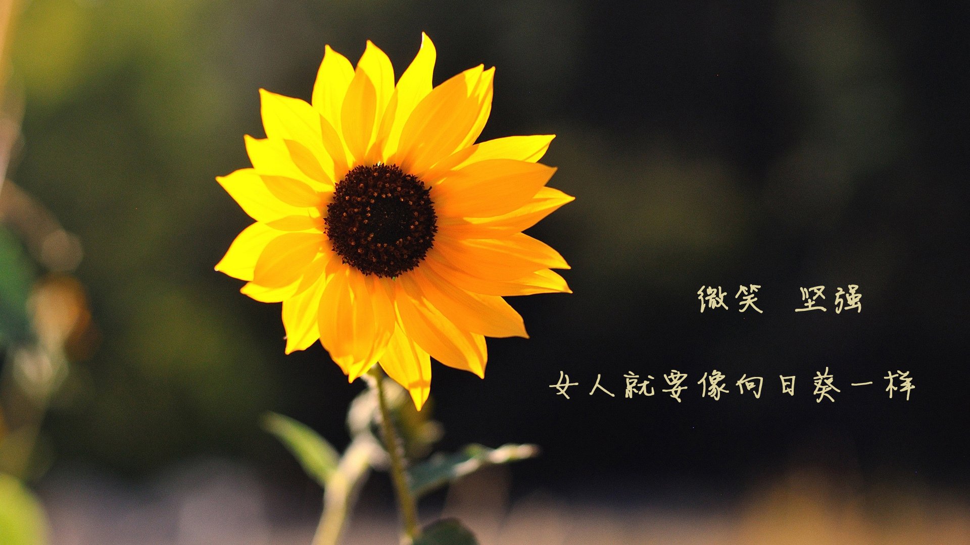 戈贝尔攻防转换核心引领奇才强压马刺