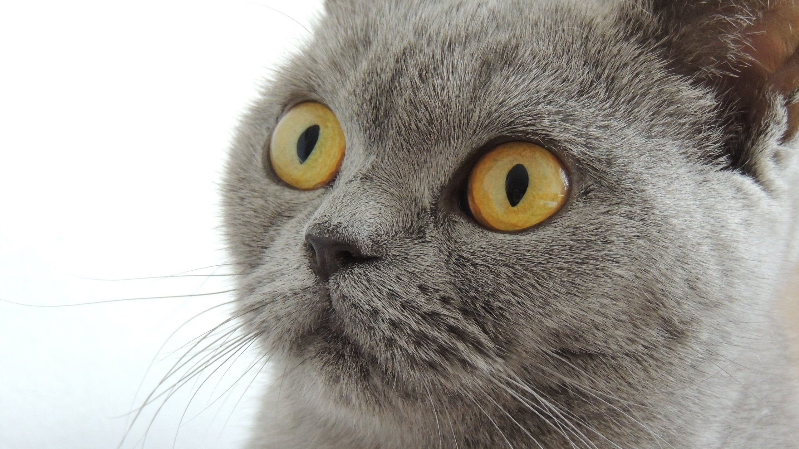 猛龙淘汰赛惊险过关灰熊，贝恩关键先生虽败犹荣