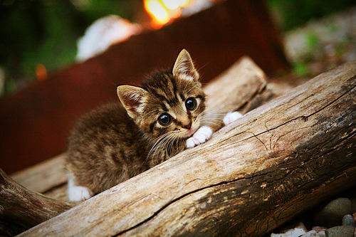 火箭万箭齐发冲垮紫金军团,伦纳德冷血绝杀诠释关键先生