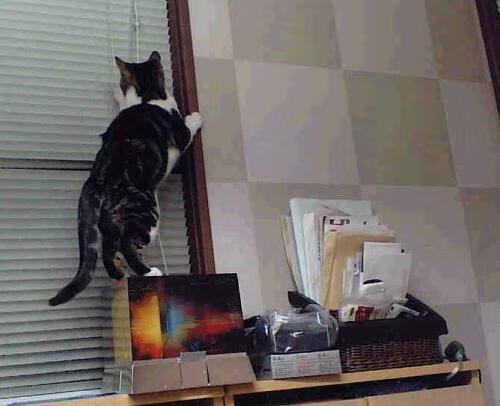 佩德里关键一击助马德里竞技力克英格兰劲旅，欧冠赛场再显神威