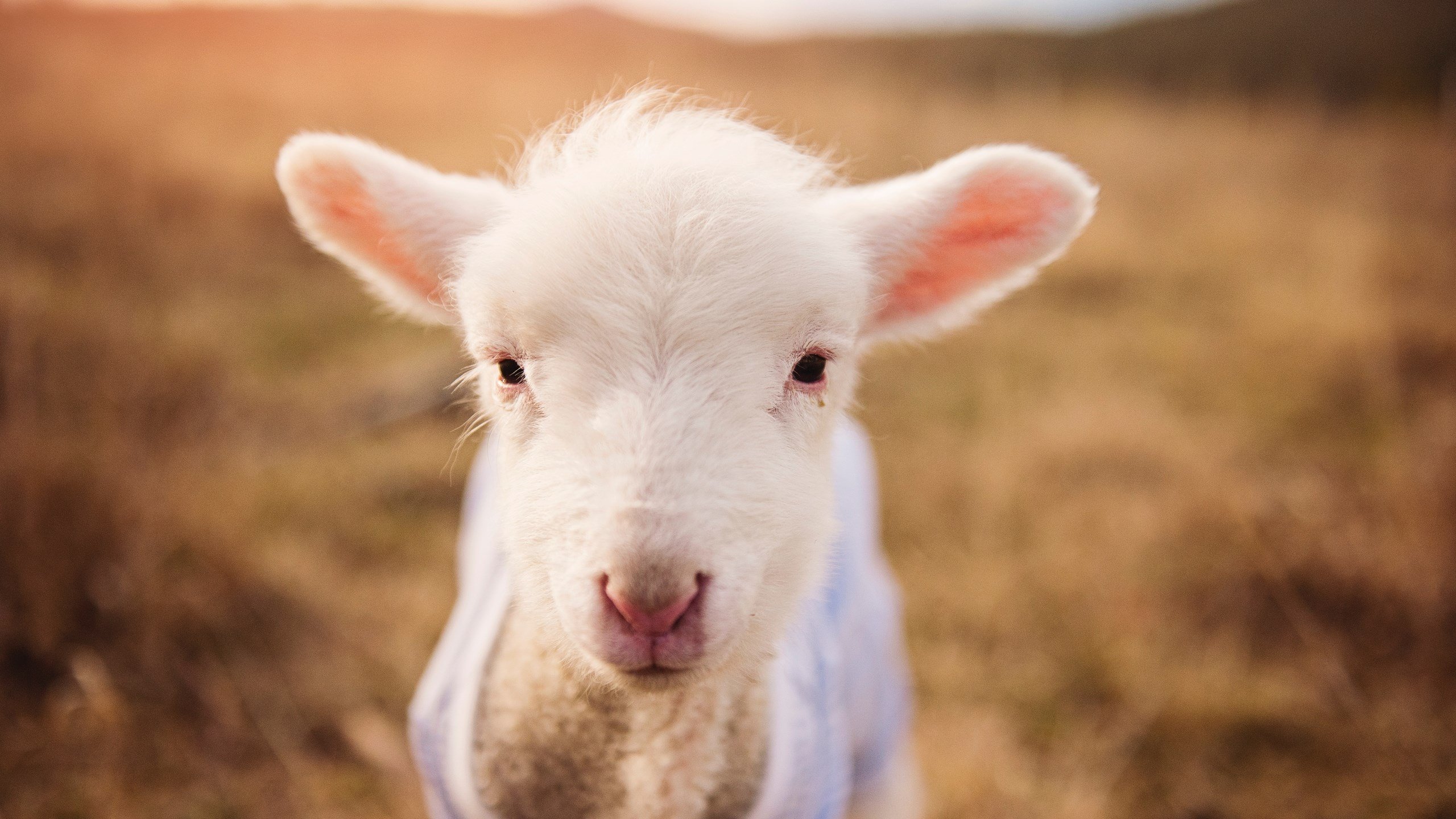 F1新赛季揭幕战之夜，恩比德数据全面爆炸，体坛双星闪耀时刻