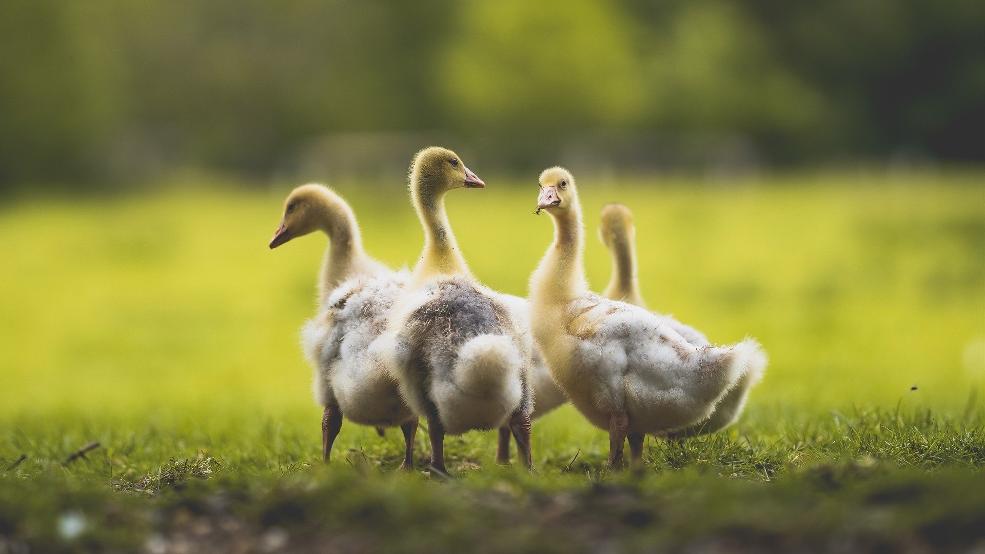 范弗利特闪耀全场，太阳队横扫辽宁队彰显统治力