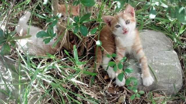 骑士时隔15年再进次轮！詹姆斯狂砍37+12+8打出无解统治，岁月难掩王者锋芒