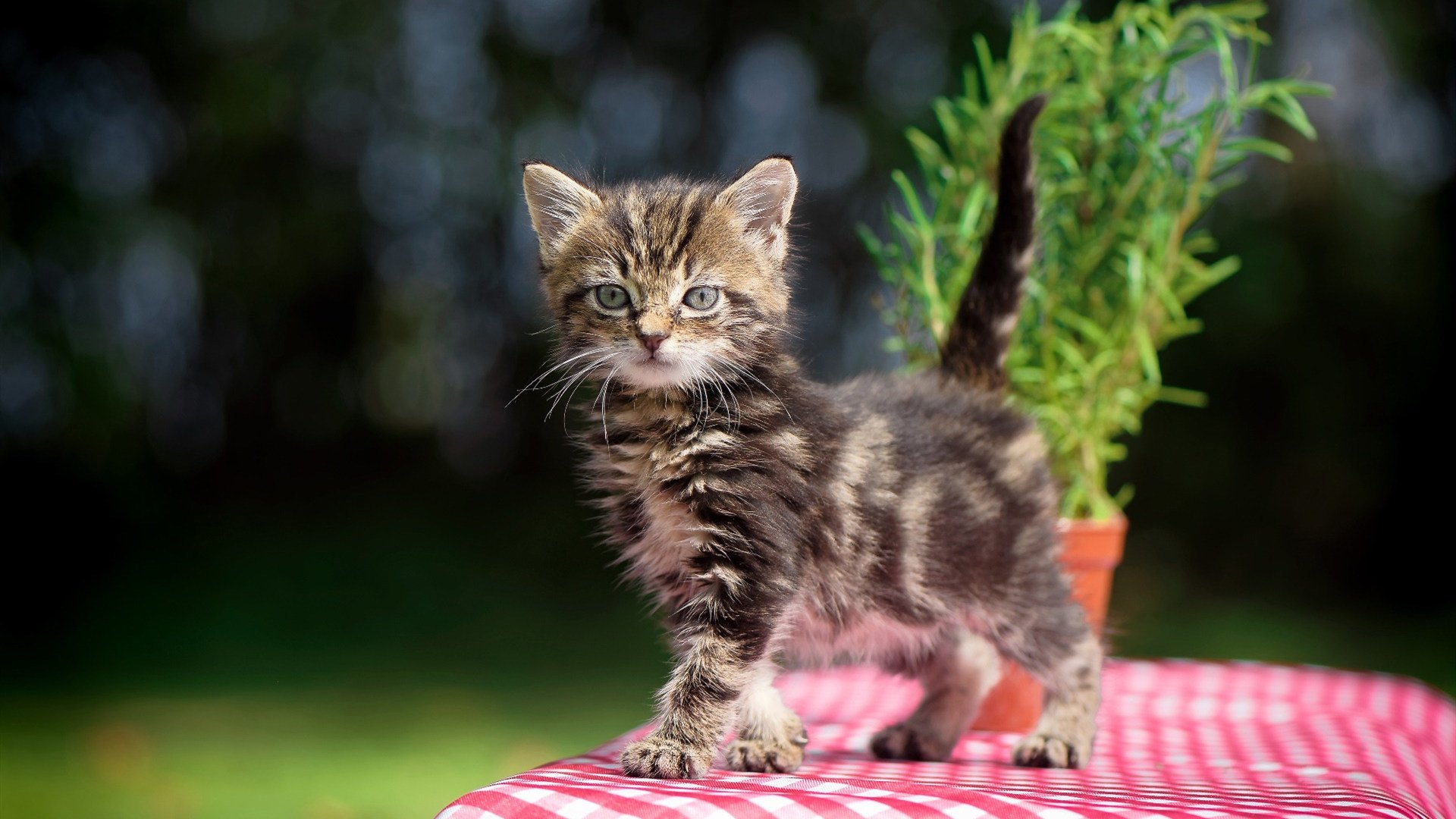 莱奥圣西罗持续制造致命杀伤，利物浦爆冷德国战车终显裂痕