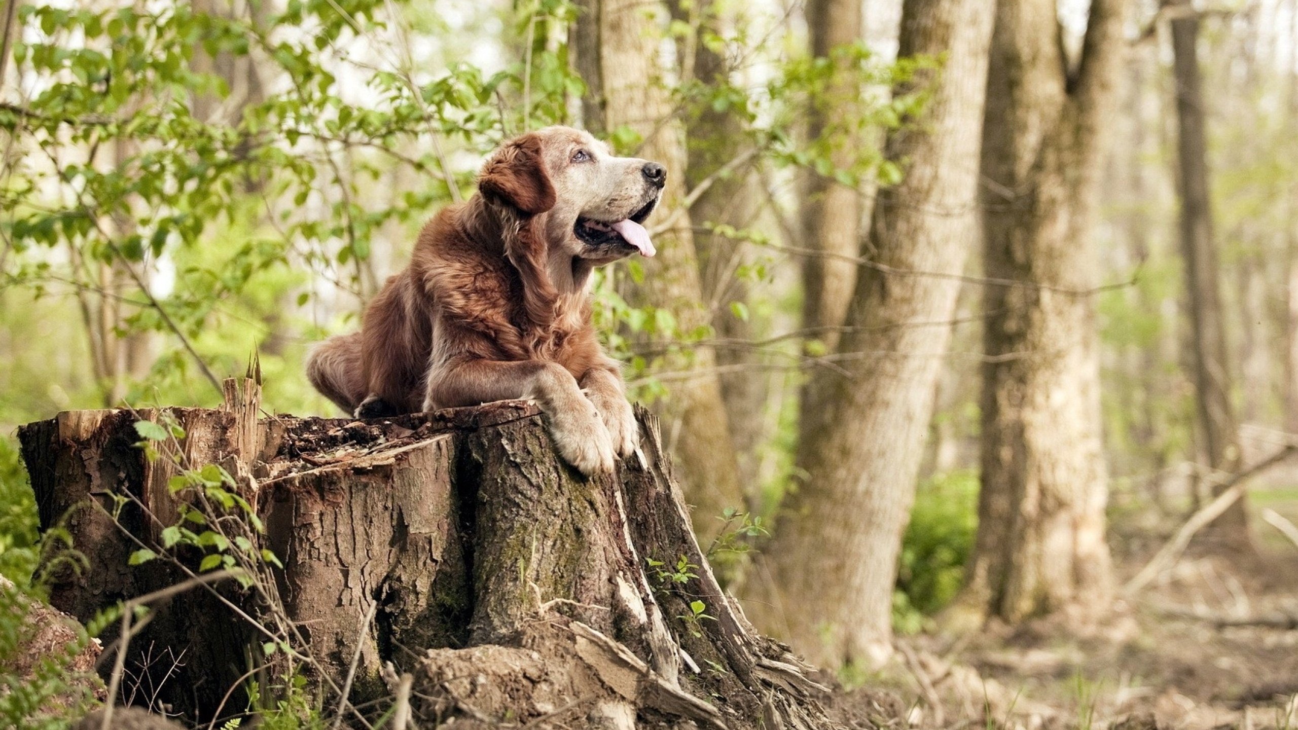 欧冠上演奇迹逆转！格纳布里关键一球定胜负