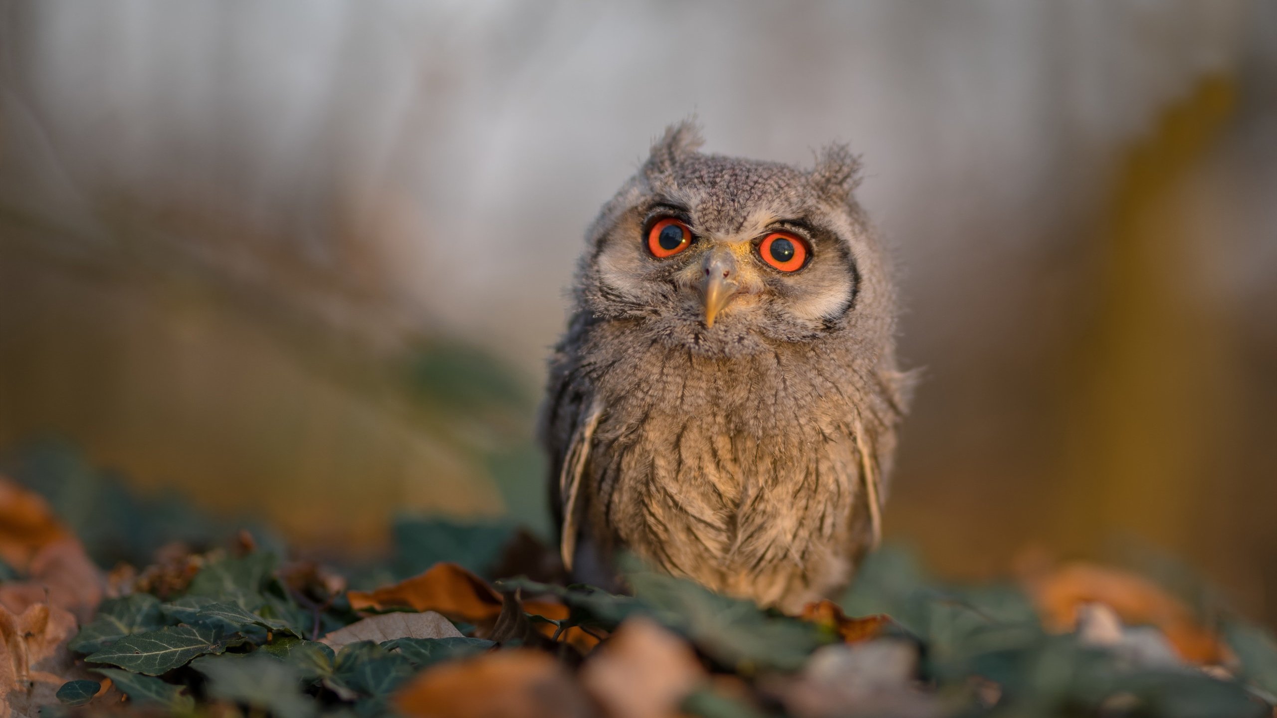 马赛之夜,加克波关键先生助荷兰一波带走哥斯达黎加