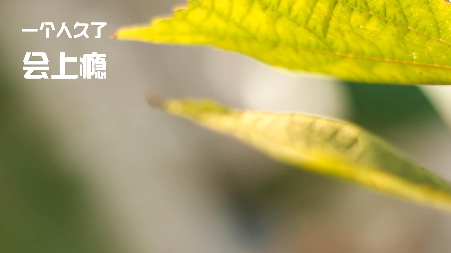 世俱杯直播-暗夜之锚，攻防之枢，欧冠之夜的法比尼奥