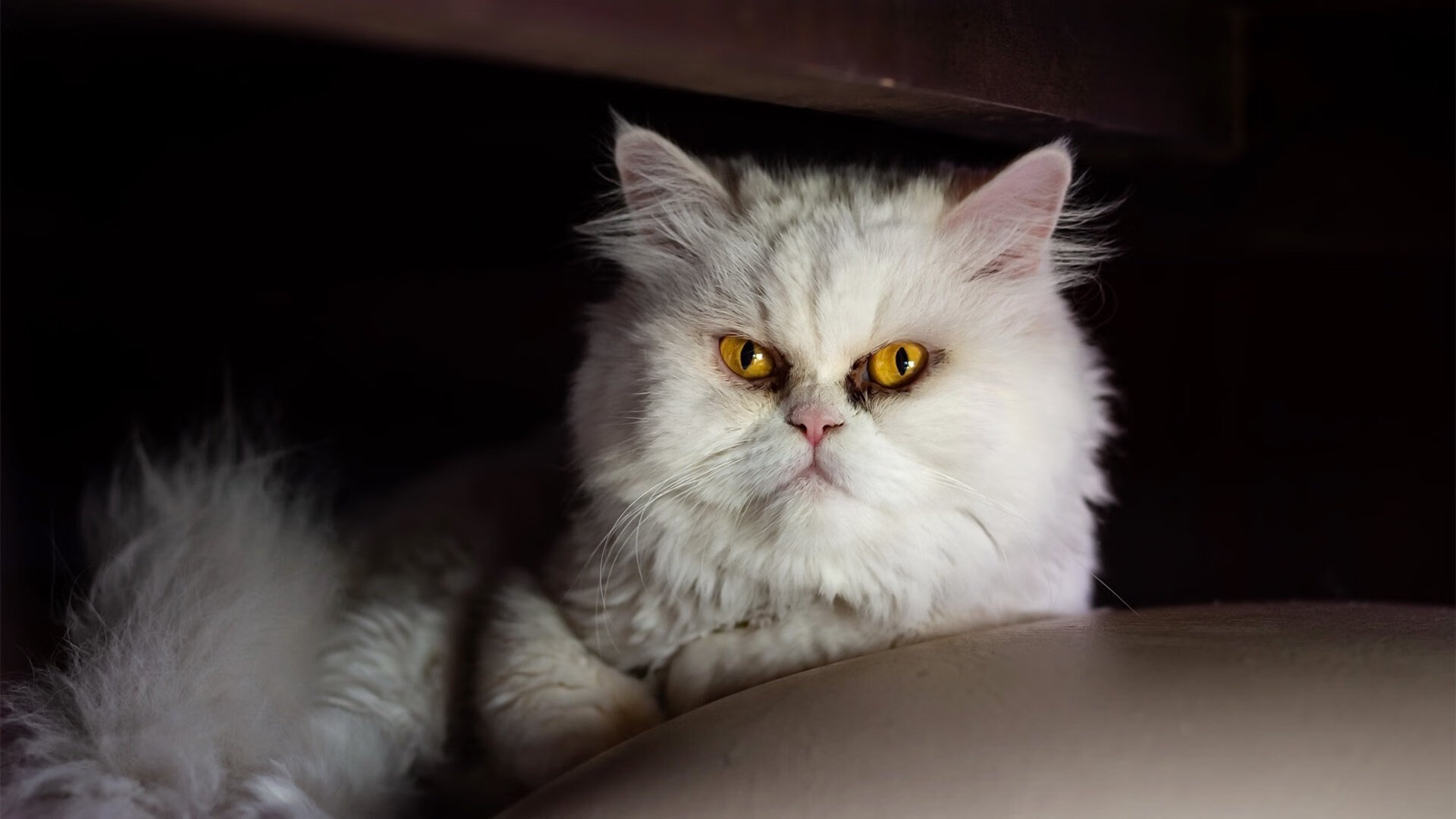 速度与激情,F1街道赛焦点战遇上伊拉克轻取新西兰的足球盛宴