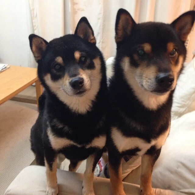 世俱杯参赛资格-猛龙断雷霆之翼 约基奇升起北约克天空的彩虹