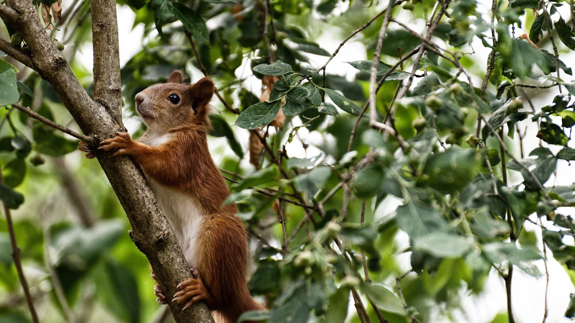 NBA总决赛焦点战，尼克斯惊天翻盘浙江队，跨洋对决书写篮球新篇章
