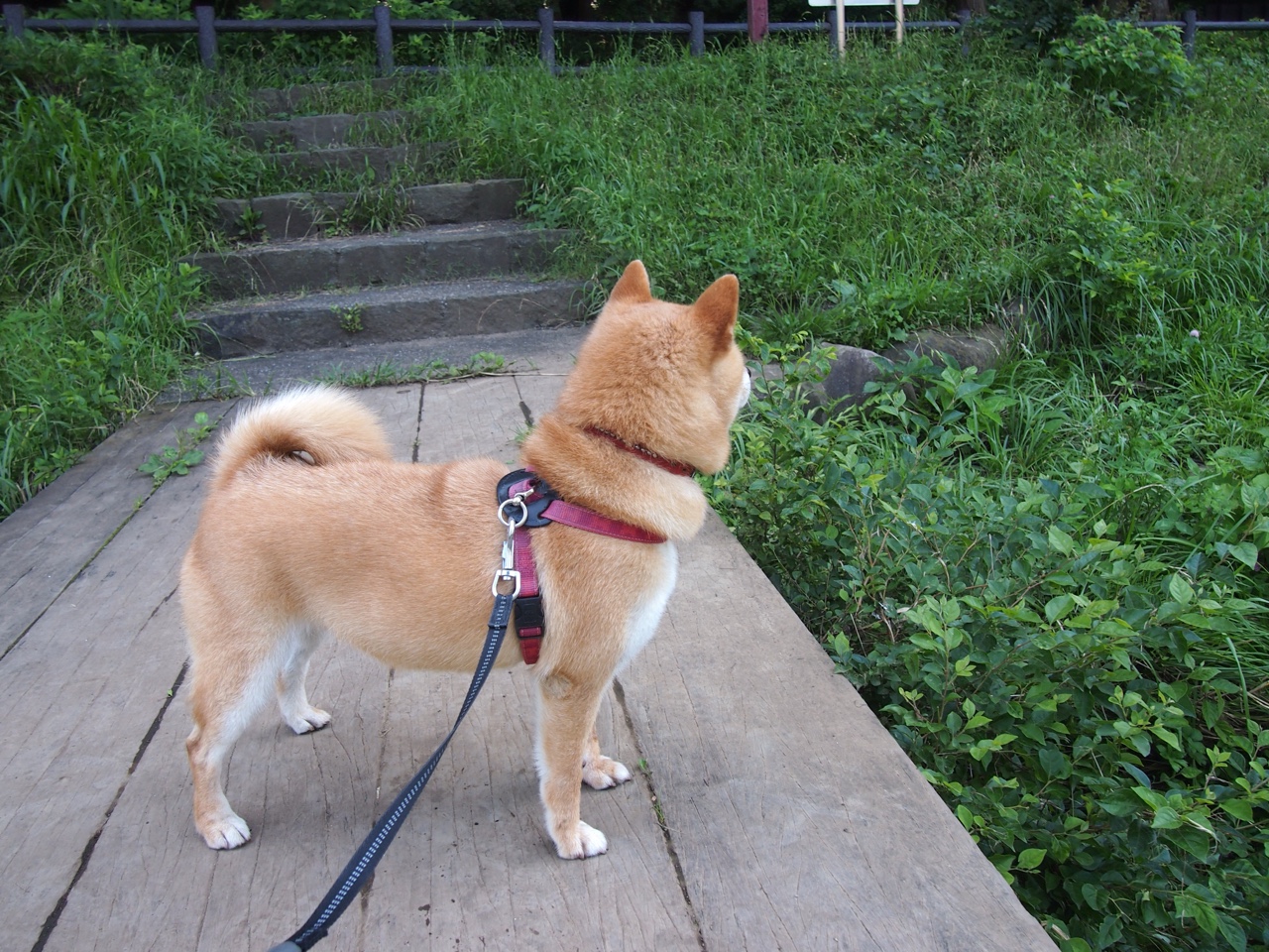 世俱杯赛程-意甲焦点战的跨洋回响，步行者正面击溃湖人的战术启示